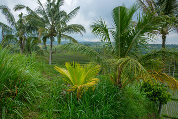 Rice Terrace in Bali Indonesia