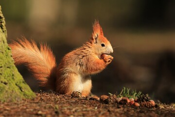 A cute european red squirrel sits on the ground and eats a nut. Portrait of european red squirrel. Sciurus vulgaris