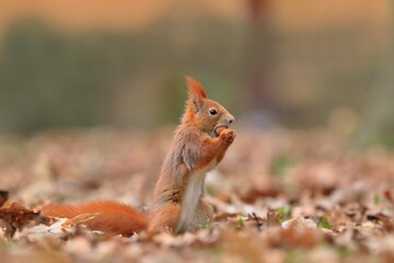 A cute european red squirrel sits on the ground and eats a nut. Portrait of european red squirrel. Sciurus vulgaris