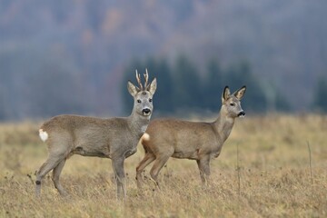 A couple of roe deers stand on the spring meadow. Capreolus capreolus. Wildlife scene with two deers