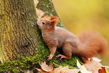 A european red squirrel clibs on a tree stran. Portrait of european red squirrel. Sciurus vulgaris