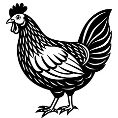 rooster isolated on white