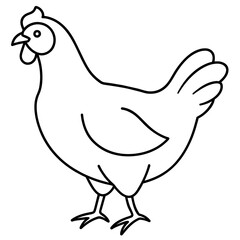 rooster isolated on white