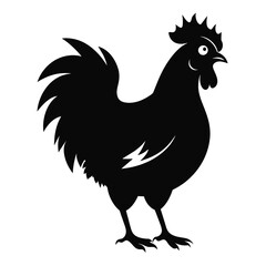 rooster isolated on white