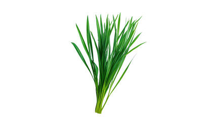 Naklejka premium Fresh bunch of green chives, vibrant and aromatic, ideal for culinary use or garnish, isolated on a white background.