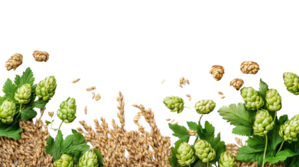 Fresh hop cones and grains isolated on a white background, perfect for brewing and beer production visuals.