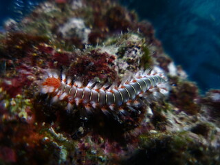fireworm underwater walking close up macro shot fire worm