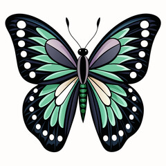 butterfly illustration