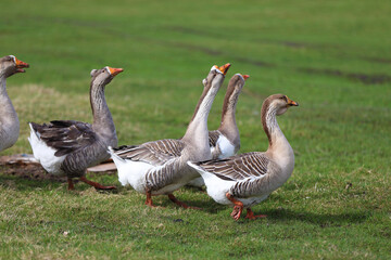 Geese graze on a green meadow. A flock of domestic geese walks one after another across the field.