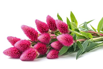 Vibrant Red Pink Celosia Blooms: A Close-Up of Nature's Intricate Beauty, Perfect for Floral Designs