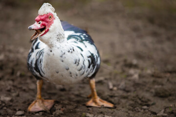 Birds on the farm. Muscovy duck with a large clan and an open beak.