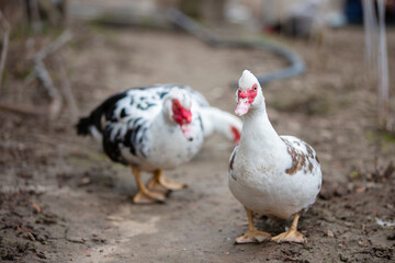 Birds on a farm. Close-up of Muscovy ducks grazing on the ground.
