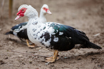 Birds on a farm. Close-up of Muscovy ducks grazing on the ground.