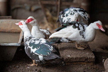 Birds on a farm. A flock of Muscovy ducks on a roost.