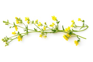 Obraz premium Sunlit Meadow: Vibrant Yellow Wildflowers, Flat Lay Photography gold field plant bloom white image 