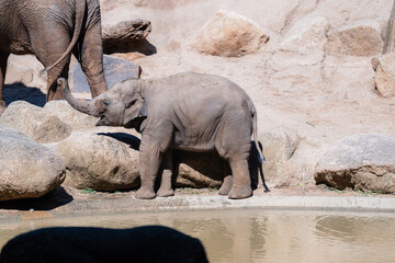 elephant in the zoo