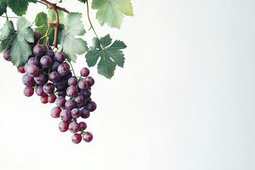 Fototapeta premium Luscious Red Grapes with Vibrant Green Leaves, Isolated on White Background, Perfect for Food, Wine,