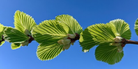 Oak Apple Day Fresh green leaves against clear blue sky in springtime