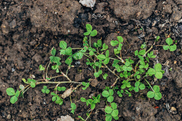 close up of The four leaf clover (Trifolium repens) is a rare variety of the common three leaf clover.