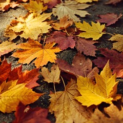 Autumnal Maple Leaves Laying on Concrete Pavement in Fall