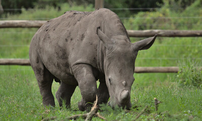 Obraz premium cute southern white rhino orphaned calf grazing in the orphanage enclosure in the wild solio game reserve, kenya