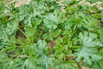 Fototapeta premium Selective focus on the green stems of the squash that grow in the garden. The concept of agriculture and horticulture. High quality photo