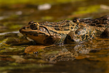 frog in the water