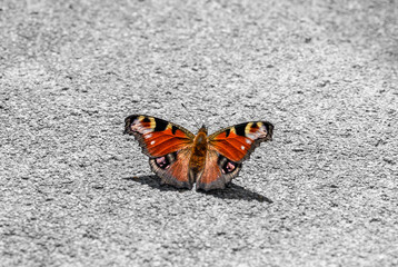 Motyl, rusałka admirał siedzący na jasnej ścianie budynku, zbliżenie makro na skrzydła motyla 