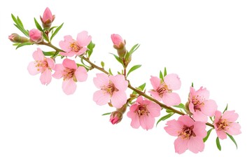 Obraz premium Delicate Pink Waxflower Bloom Isolated on White Background, Perfect for Floral Designs and Projects 