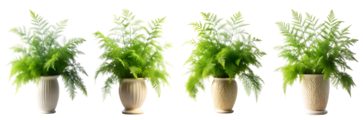 Four vibrant potted ferns arranged in white and beige pots against a bright background. Cut out