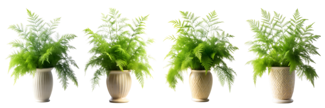 Four vibrant potted ferns arranged in white and beige pots against a bright background. Cut out