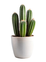 Cactus plant in a textured white pot showcasing unique tall stems and spines for home decoration