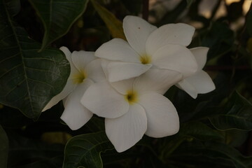 A cluster of wildflowers blooms gracefully on a bed of lush leaves. 