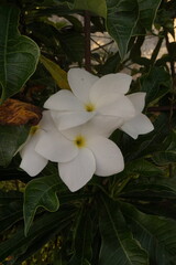 A cluster of wildflowers blooms gracefully on a bed of lush leaves. 