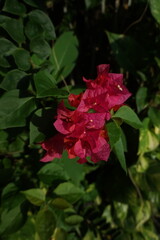 A cluster of wildflowers blooms gracefully on a bed of lush leaves. 
