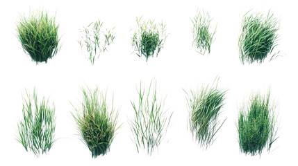 Variety of green grass tufts isolated on a white background, perfect for illustrating landscaping,...