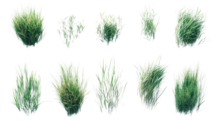 Variety of green grass tufts isolated on a white background, perfect for illustrating landscaping, gardening, or nature themes.