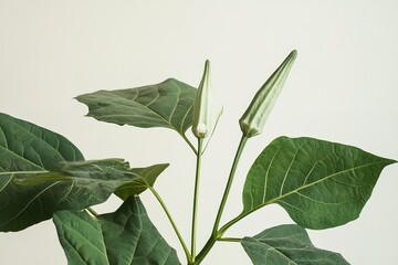 Vibrant Okra Leaves: Close-up of Fresh Green Okra Plant Foliage and Single Stem farm food diet long 