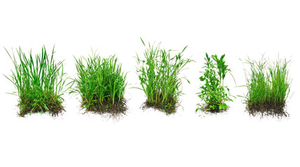 Various stages of green grass growth isolated on a white background, showcasing healthy natural greenery and lush textures for design purposes. © CStock