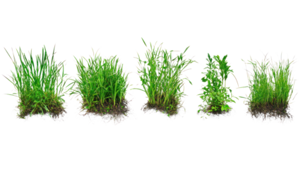 Various stages of green grass growth isolated on a white background, showcasing healthy natural greenery and lush textures for design purposes.