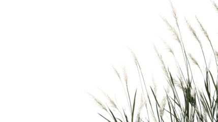 White pampas grass on a white isolate background, showcasing its delicate plumes and natural elegance, perfect for decorative and floral arrangements.