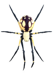3D Rendering Black Widow Spider on White