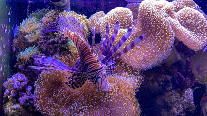 Ein gefährlicher Feuerfisch im Meerwasser.