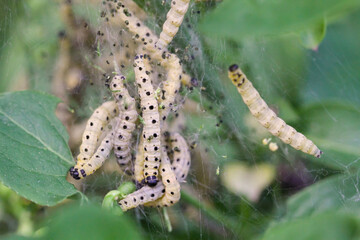 Viele Pfaffenhütchen Gespinstmotten in einem Gespinst an einem Strauch. 