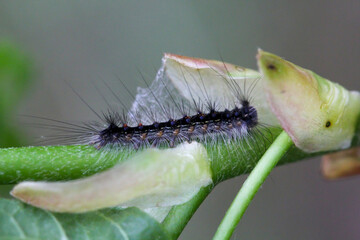Eine Raupe mit vielen langen Haaren auf einem Zweig.