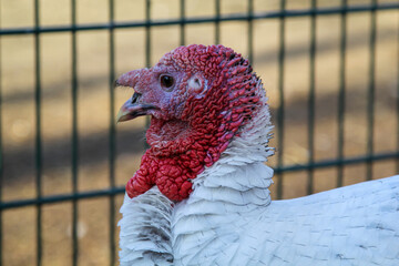 Eine Pute auf einem Bauernhof.