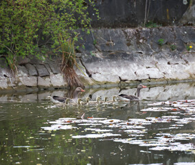 Eine Familie Graugänse an einem Dorfteich.