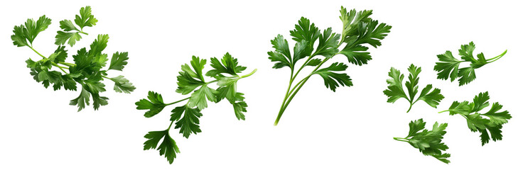 Set of fresh parsley bunches and leaves, isolated on transparent background