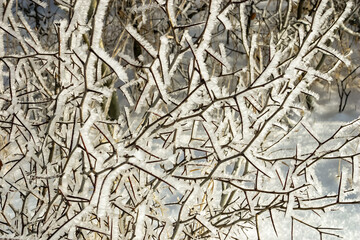 A tree branch covered in snow