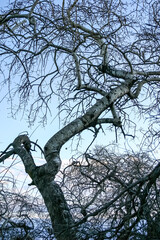 A tree with bare branches and a blue sky in the background